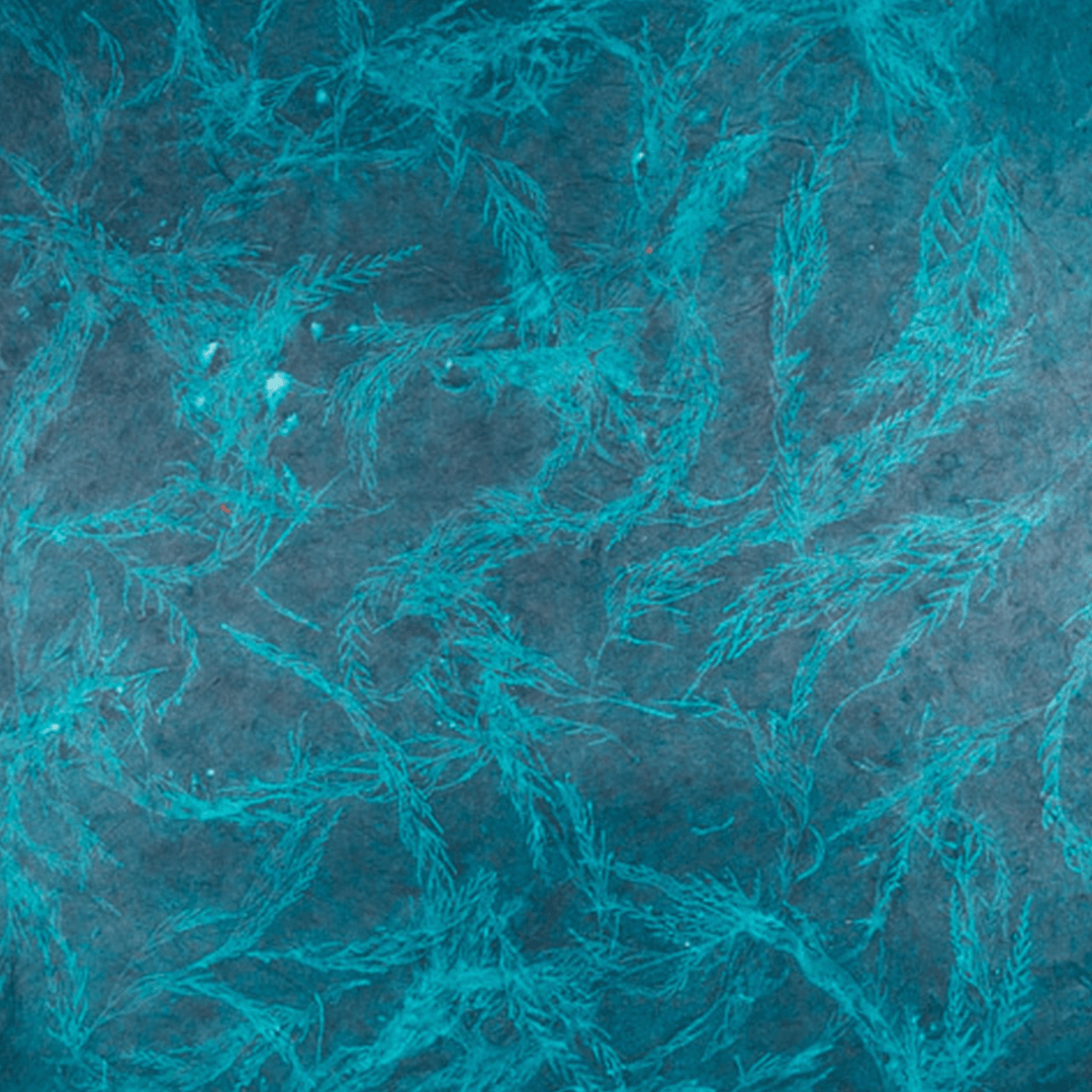 Solar Image Bundle - Image 6